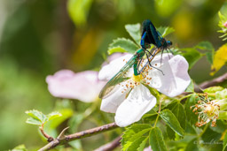 Demoiselle Calopteryx splendens