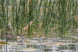 Blongios nain
- Little Bittern