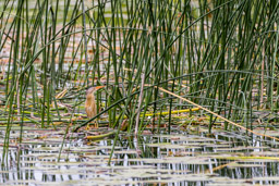 Blongios nain
- Little Bittern