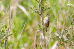 Phragmite des joncs
- Sedge Warbler