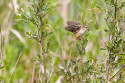 Phragmite des joncs
- Sedge Warbler
