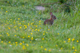 Lapin de garenne