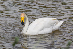 Cygne chanteur
- Whooper Swan