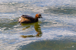 Grèbe castagneux
- Little Grebe