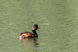 Grèbe à cou noir
- Black-necked Grebe
