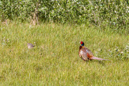 Faisan de Colchide
- Common Pheasant