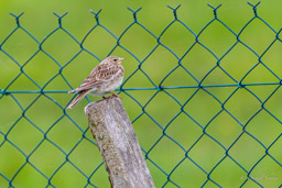 Alouette des champs- Eurasian Skylark