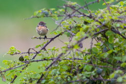 Tarier des prés
- Whinchat