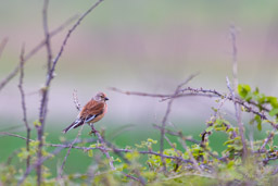 Linotte mélodieuse
- Common Linnet