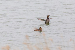 Fuligule milouin
- Common Pochard
