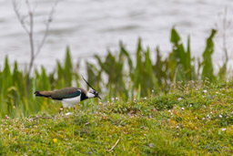 Vanneau huppé
- Northern Lapwing