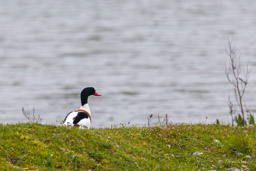 Tadorne de Belon - Common Shelduck