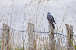 Coucou gris - Cuculus canorus