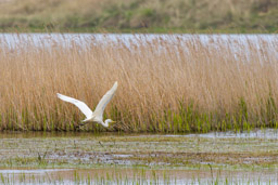 Grande Aigrette
- Great Egret