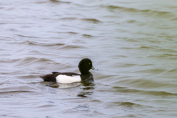 Fuligule morillon
- Tufted Duck