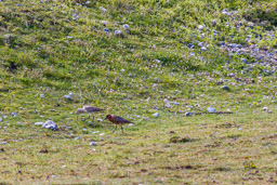 Barge rousse
- Bar-tailed Godwit