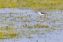 Échasse blanche
- Black-winged Stilt