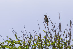 Grive musicienne
- Song Thrush