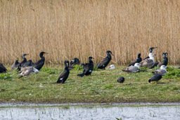 Cormorans et Goélands