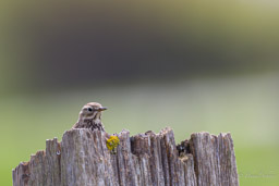Pipit farlouse
- Meadow Pipit