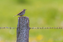 Pipit farlouse
- Meadow Pipit