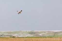 Busard des roseaux - Western Marsh Harrier