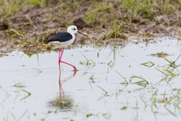 Échasse blanche
- Black-winged Stilt