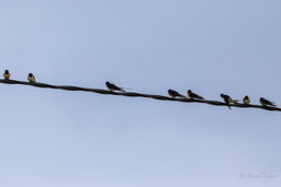 Hirondelle rustique
- Barn Swallow