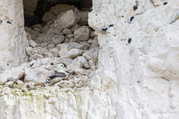 Fulmar boréal - Northern Fulmar