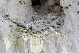 Fulmar boréal - Northern Fulmar
