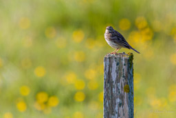 Pipit farlouse
- Meadow Pipit