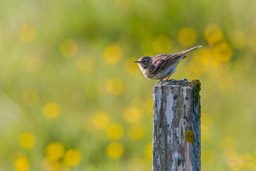 Pipit farlouse
- Meadow Pipit