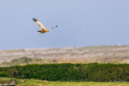 Busard des roseaux - Western Marsh Harrier