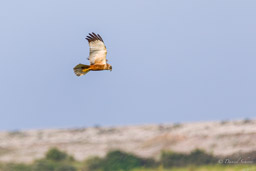 Busard des roseaux - Western Marsh Harrier