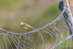 Bergeronnette printanière - Western Yellow Wagtail