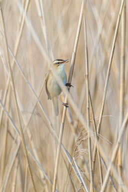 Phragmite des joncs
- Sedge Warbler