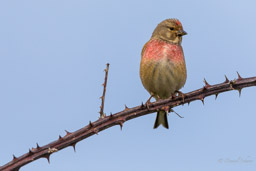 Linotte mélodieuse
- Common Linnet