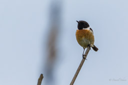 Tarier pâtre
- European Stonechat