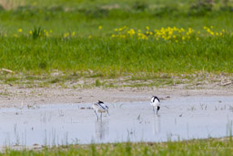 Avocette élégante
- Pied Avocet