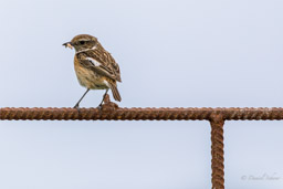 Tarier des prés
- Whinchat
