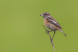 Tarier des prés
- Whinchat