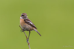 Tarier des prés
- Whinchat
