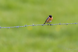 Tarier pâtre
- European Stonechat