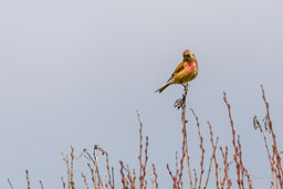 Linotte mélodieuse
- Common Linnet