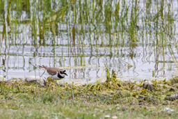 Petit Gravelot
- Little Ringed Plover