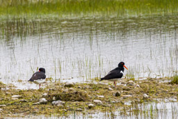 Huîtrier pie
- Eurasian Oystercatcher