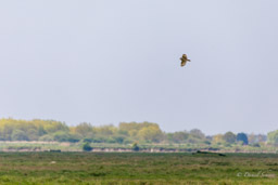 Hibou des marais
- Short-eared Owl