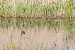 Sarcelle d'été
- Garganey