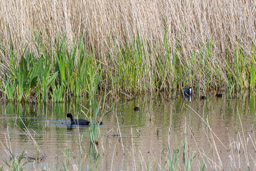 Foulque macroule
- Eurasian Coot