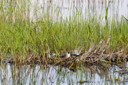 Échasse blanche
- Black-winged Stilt